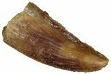 Serrated Raptor Tooth - Real Dinosaur Tooth #300907-1